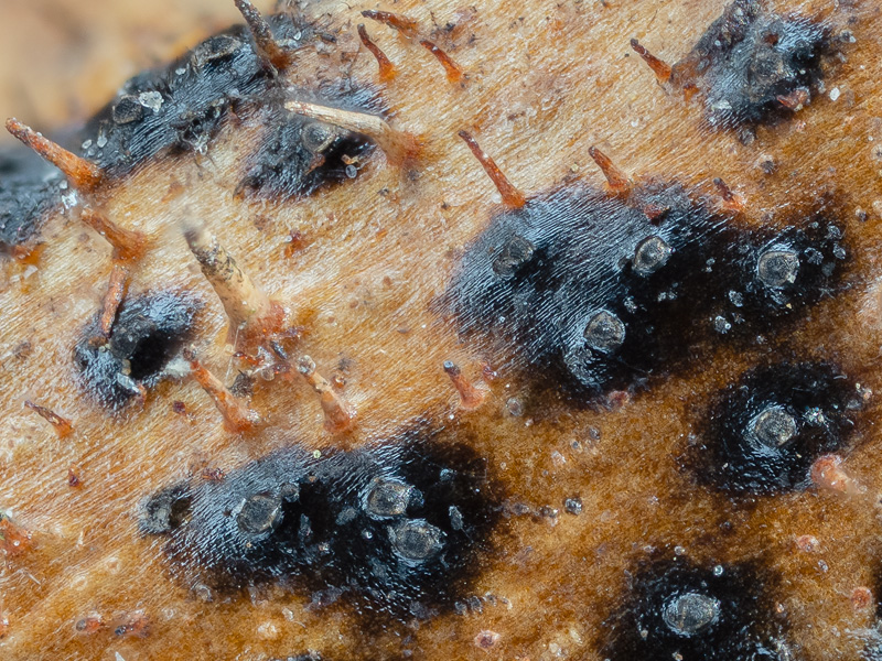 Alloanthostomella rubicola